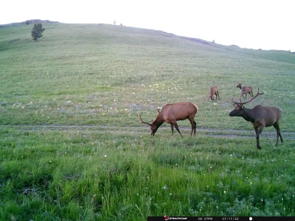 Tbd Indian Creek Road Townsend MT 59644