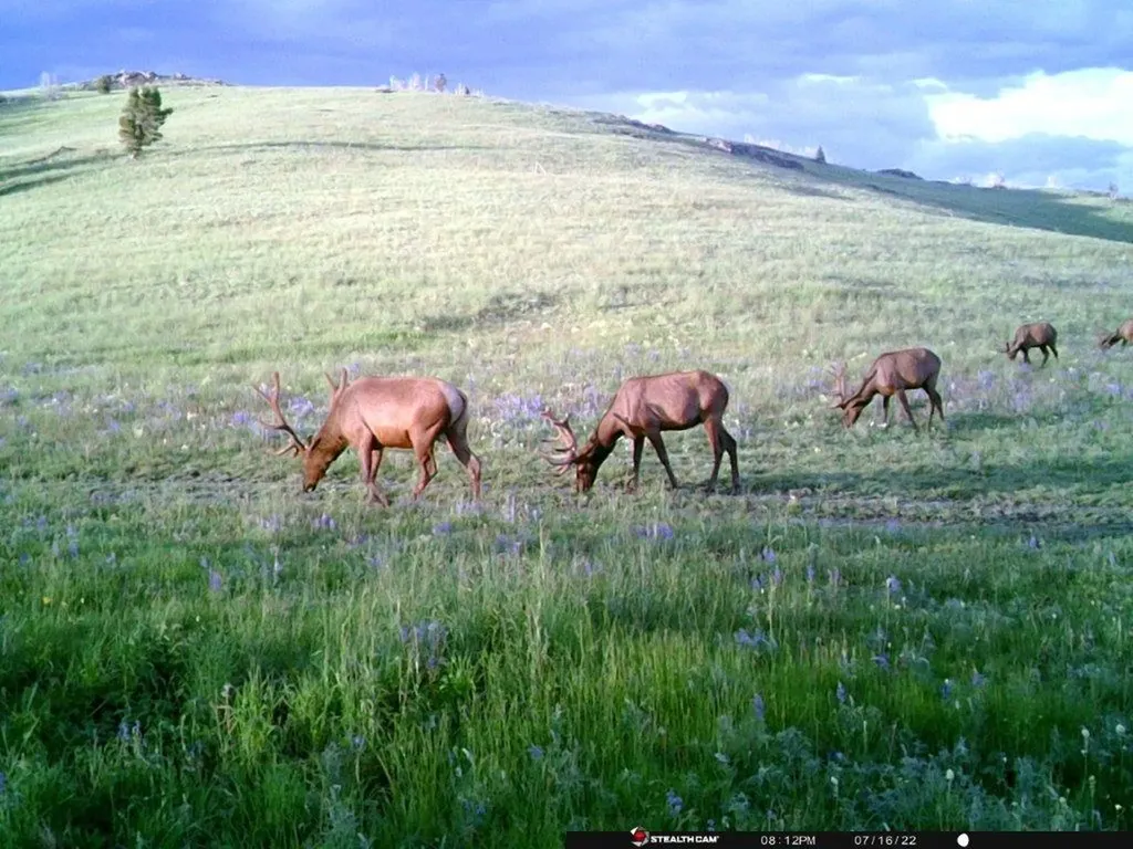 Tbd Indian Creek Road Townsend MT 59644