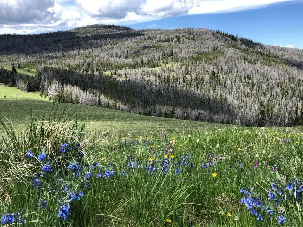 Tbd Indian Creek Road Townsend MT 59644