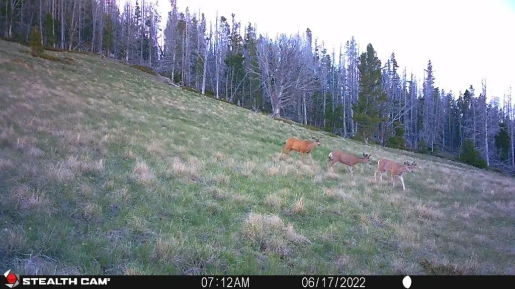 Tbd Indian Creek Road Townsend MT 59644