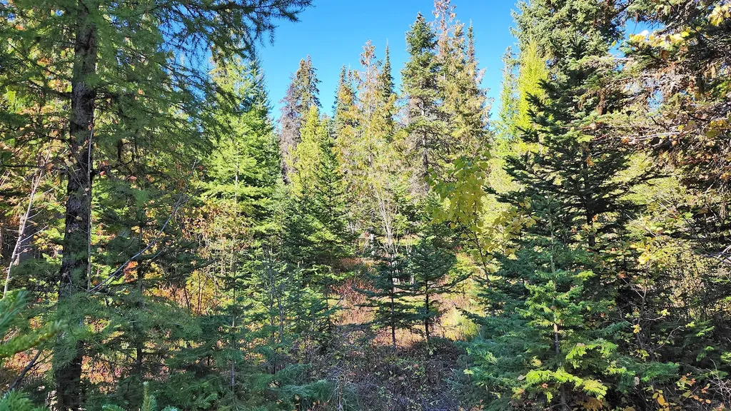 254 S Beargrass Circle Whitefish MT 59937