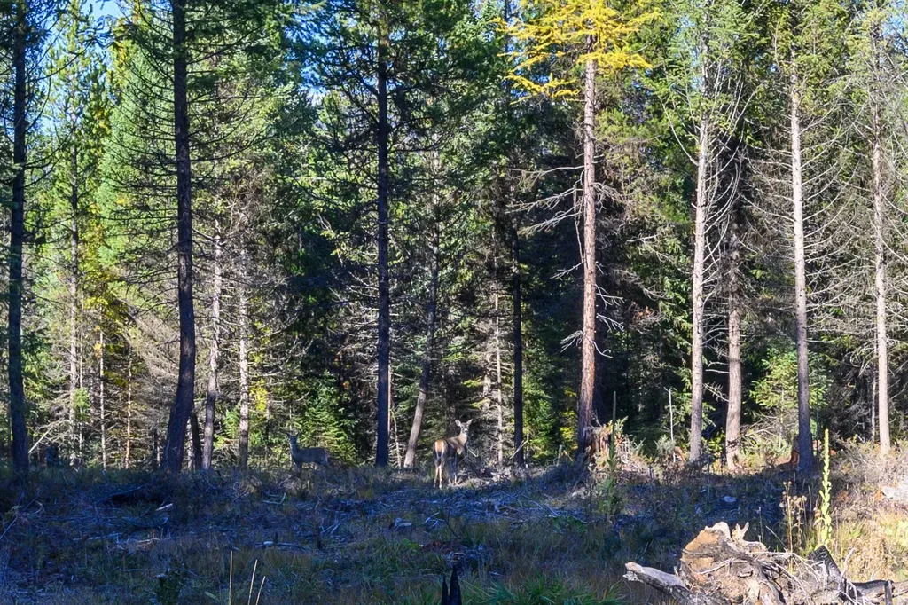 209 Turtle Trail Eureka MT 59917