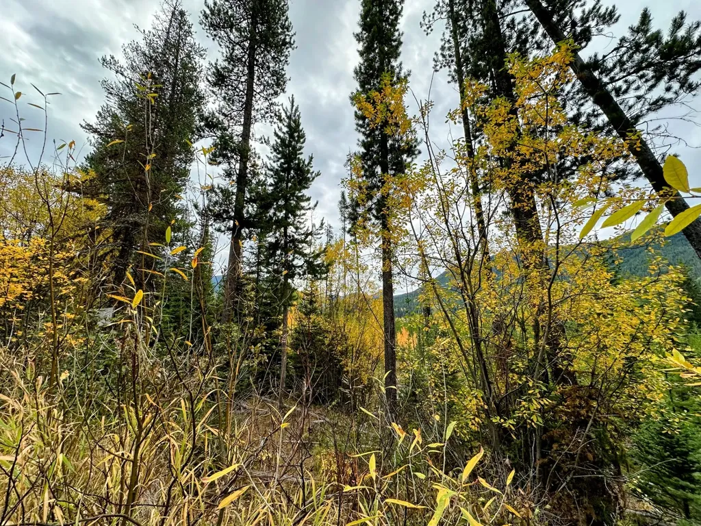 Nhn Giefer Creek Road Essex MT 59916