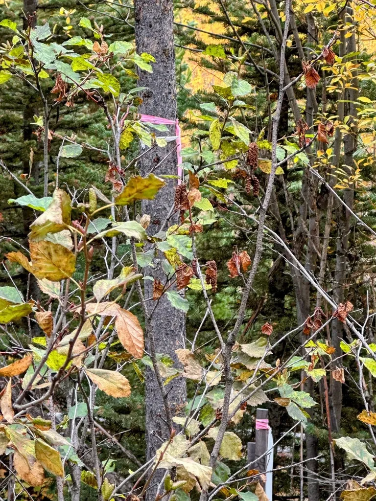 Nhn Giefer Creek Road Essex MT 59916