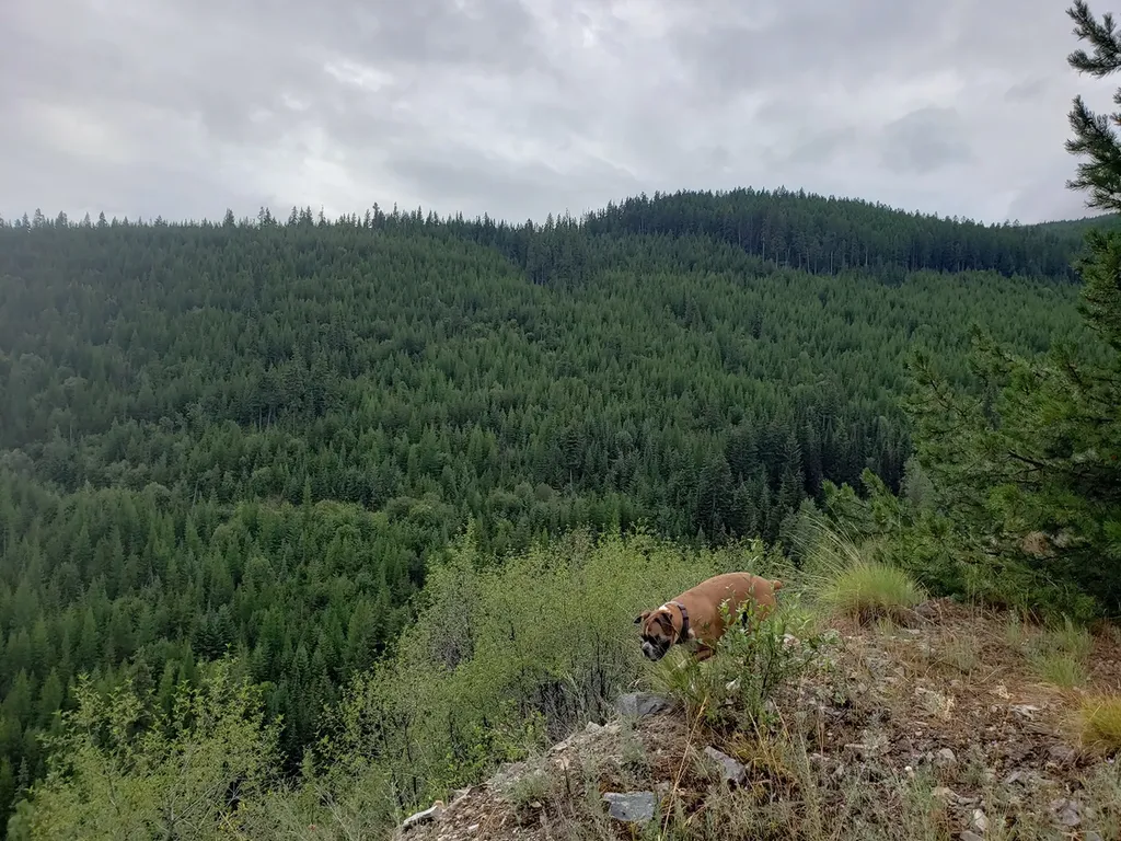 Tract 20 Nine Mile Road Huson MT 59846