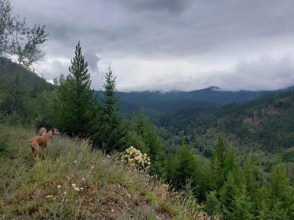 Lot 22 Nine Mile Road Huson MT 59846