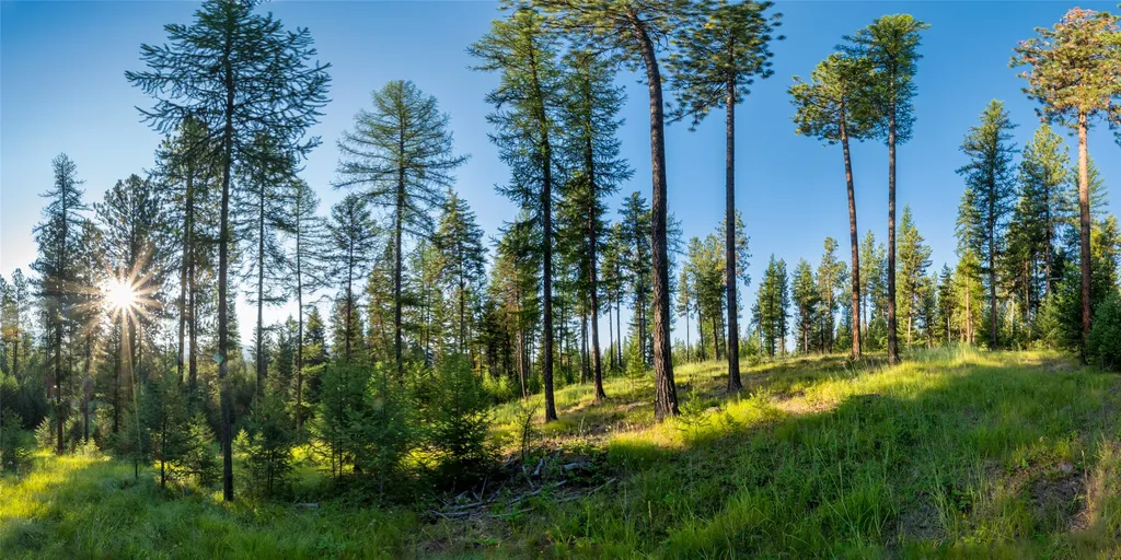 18 Baldy Mountain View Road Plains MT 59859