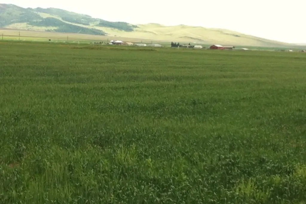 Nhn Luppold Road White Sulphur Springs MT 59645