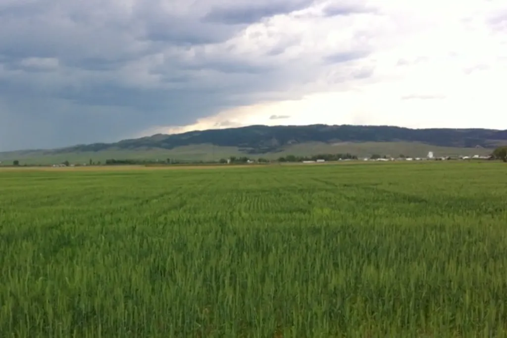 Nhn Luppold Road White Sulphur Springs MT 59645