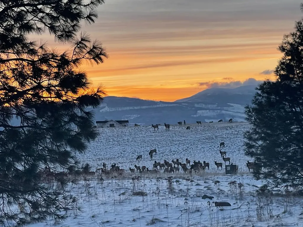 233 Acres Lane Eureka MT 59917