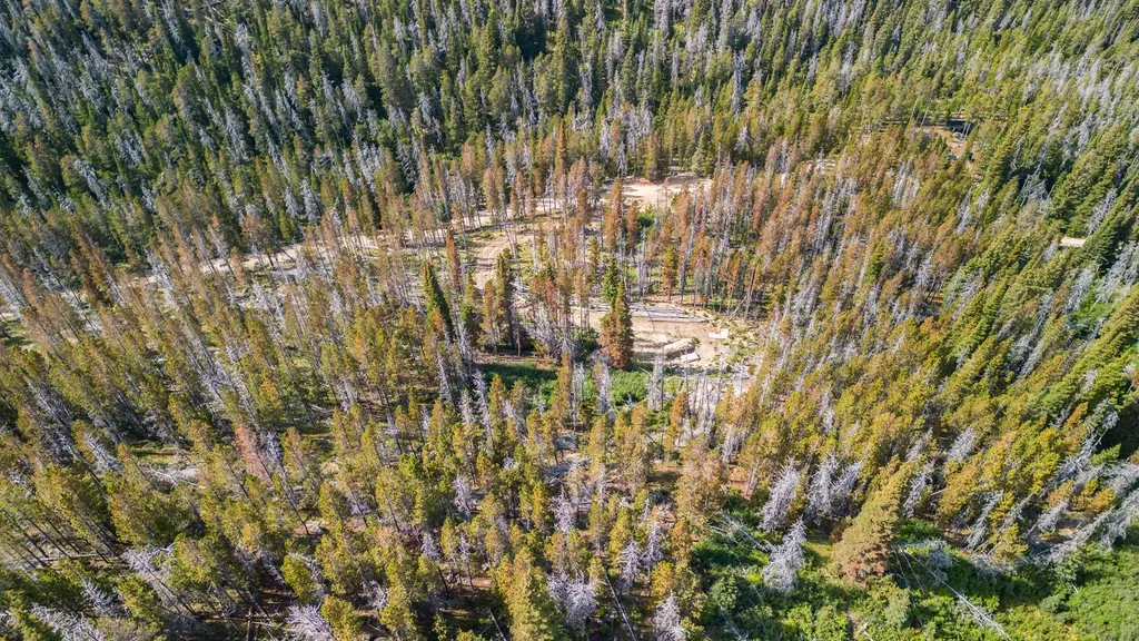 Nhn Peerless Jennie Crossroad Helena MT 59601