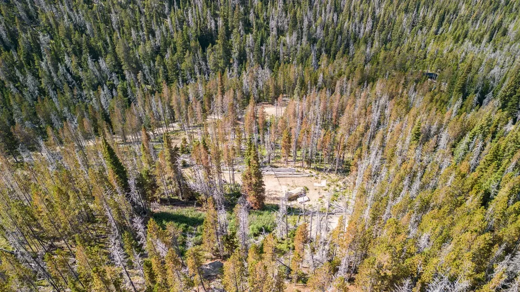Nhn Peerless Jennie Crossroad Helena MT 59601