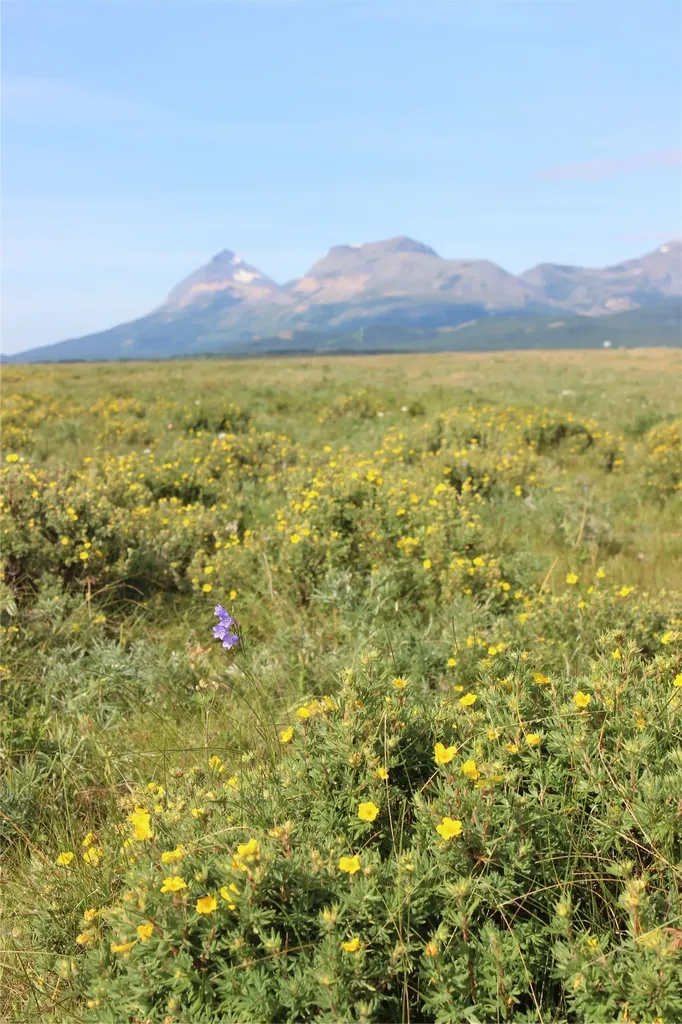 Nhn Us Highway 2 East Glacier Park MT 59434