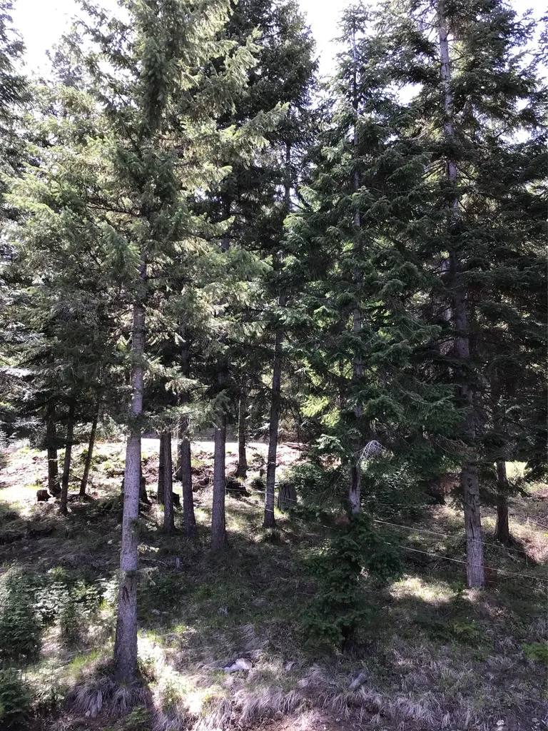 360 Valley Drive De Borgia MT 59830