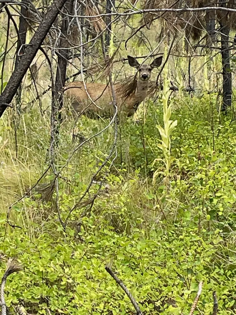 Tbd Mclaughlin Creek Road Paradise MT 59856