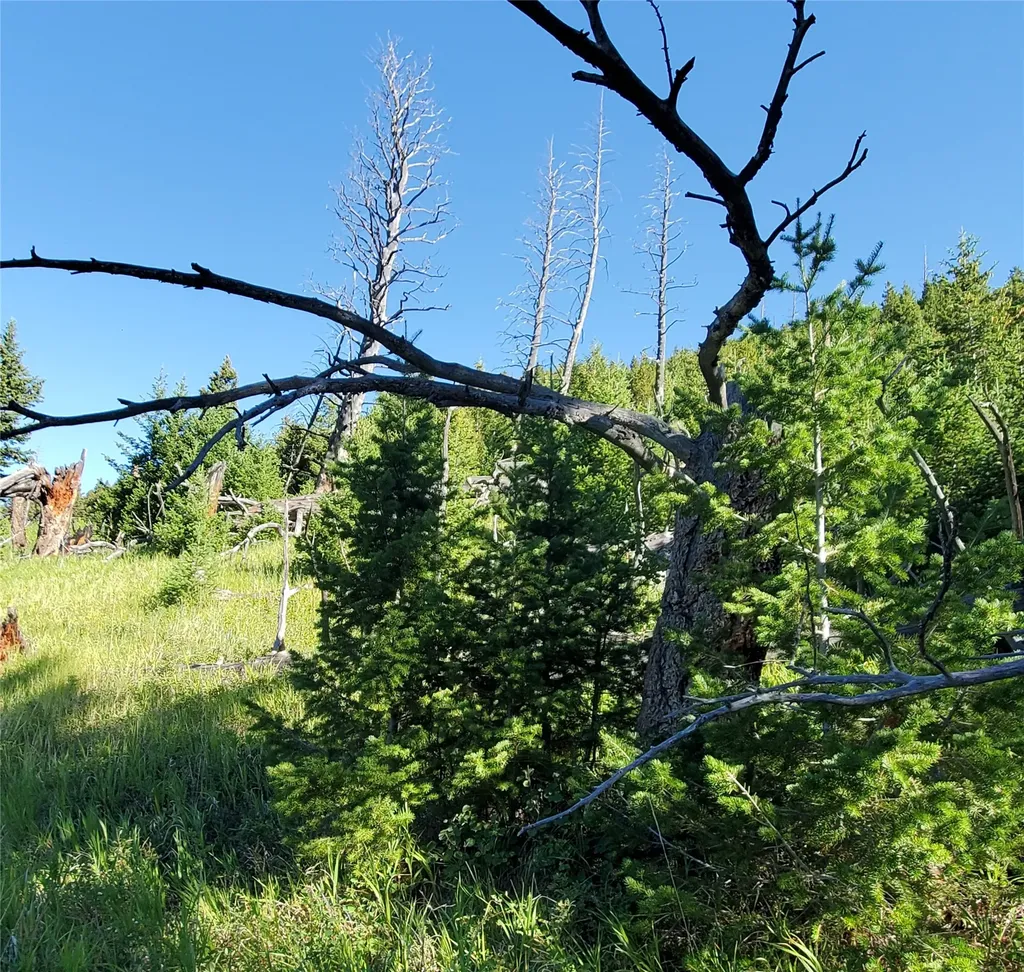 3384 Joslin Creek Road Augusta MT 59410