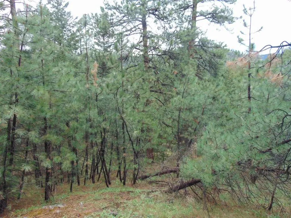 15 Shady Spring Lane Cascade MT 59421
