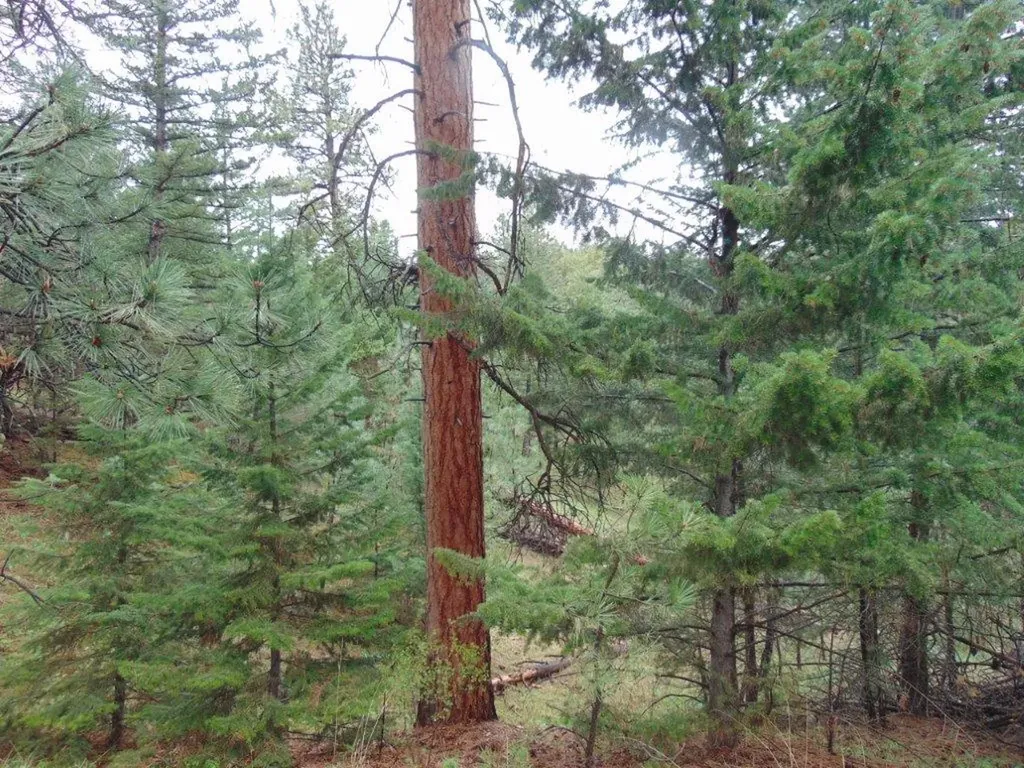 15 Shady Spring Lane Cascade MT 59421