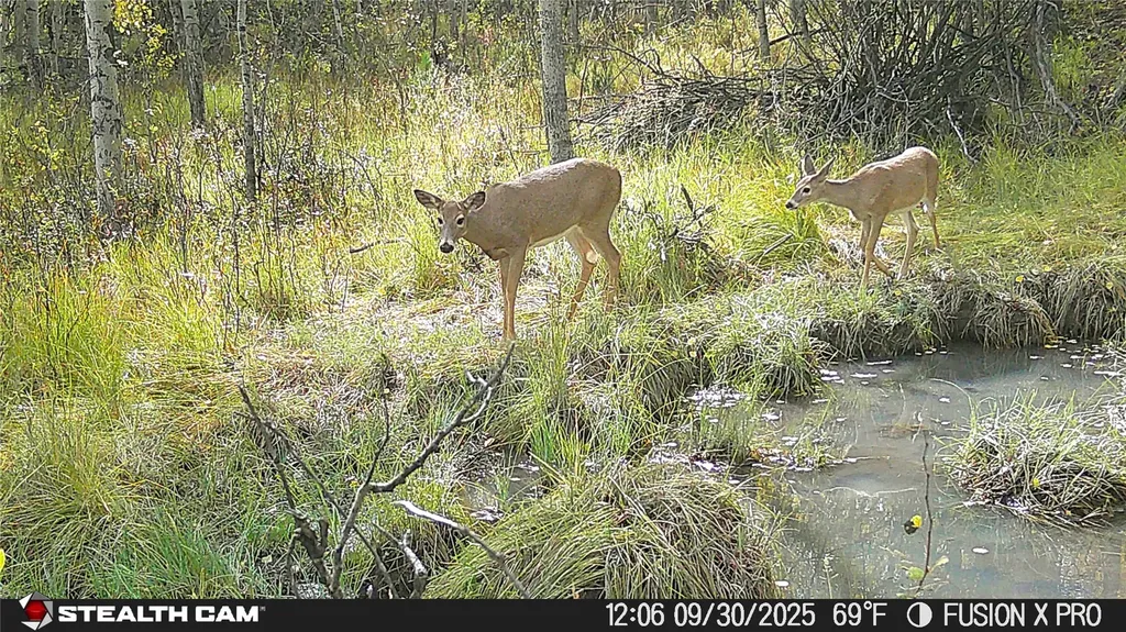 Tbd Tract A Tbd Anaconda MT 59711