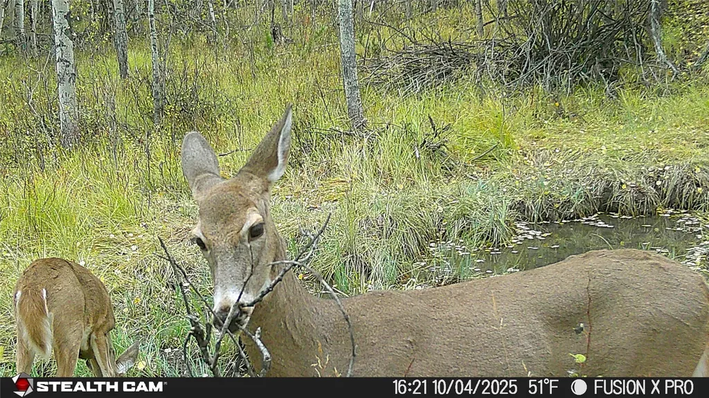 Tbd Tract A Tbd Anaconda MT 59711