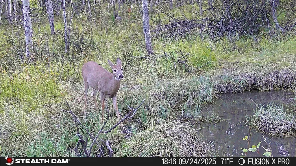 Tbd Tract A Tbd Anaconda MT 59711