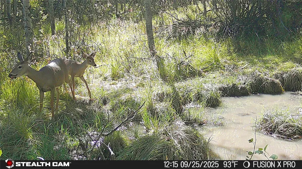 Tbd Tract A Tbd Anaconda MT 59711
