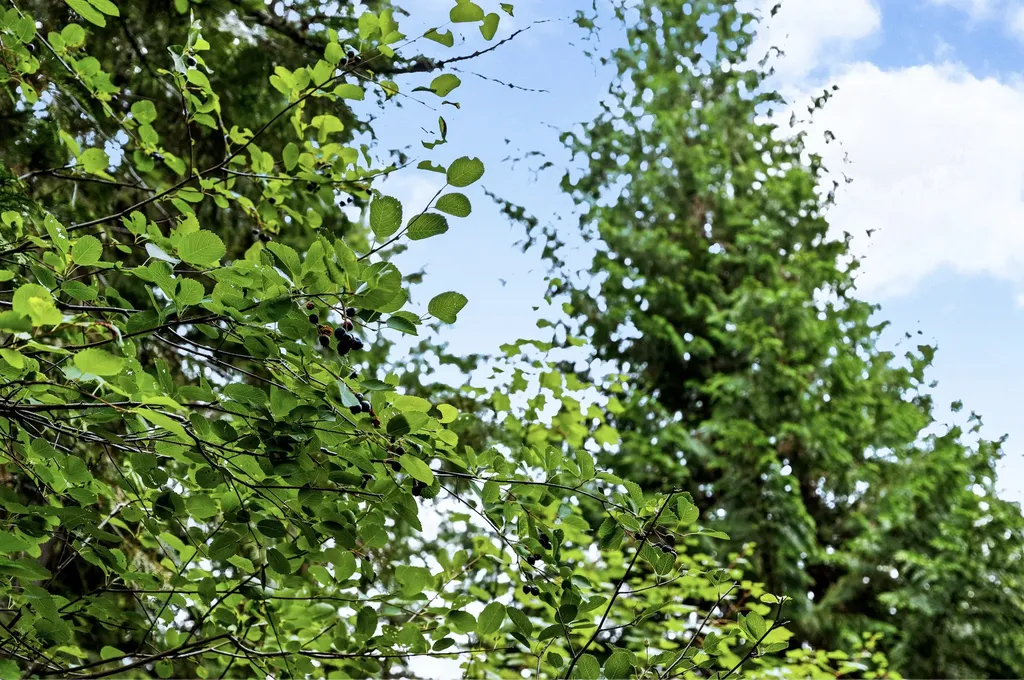 90 Woodland Star Circle Whitefish MT 59937