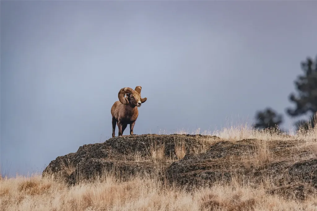 44625 Wild Horse Island Lane Dayton MT 59914