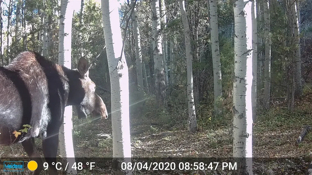 Nhn Lost Creek Road Anaconda MT 59711