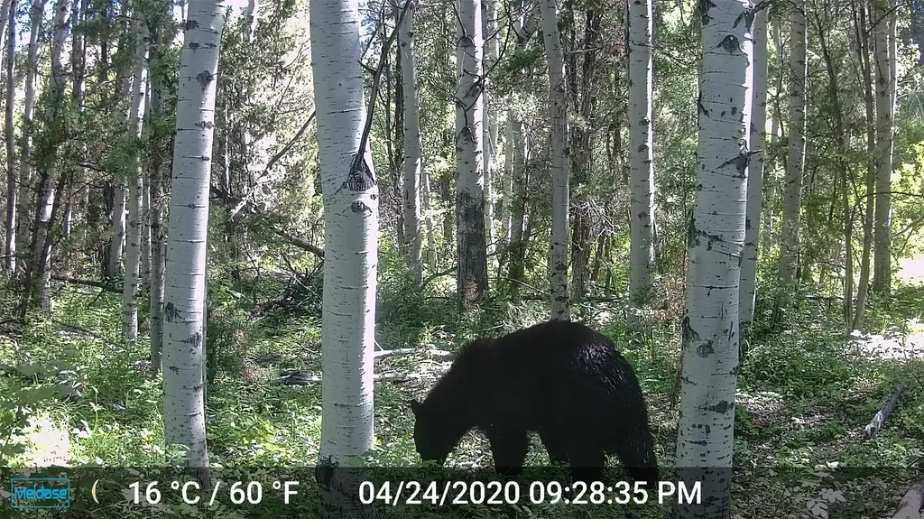 Nhn Lost Creek Road Anaconda MT 59711