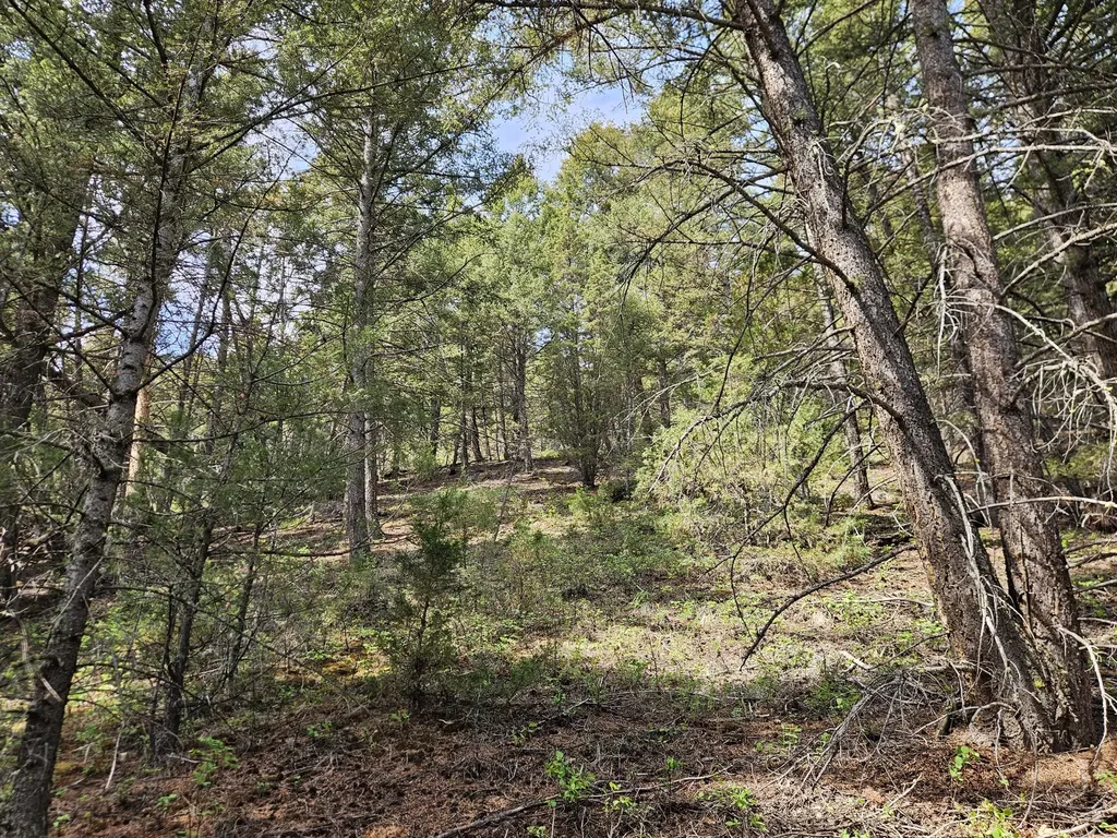 Nhn Lost Creek Road Anaconda MT 59711