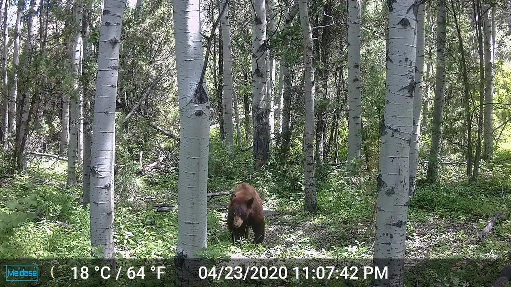 Nhn Lost Creek Road Anaconda MT 59711
