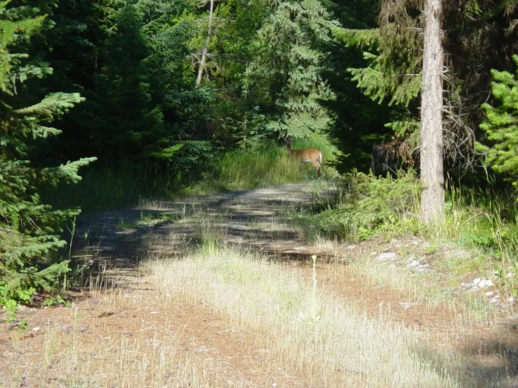 Nhn Acm Road S Libby MT 59923