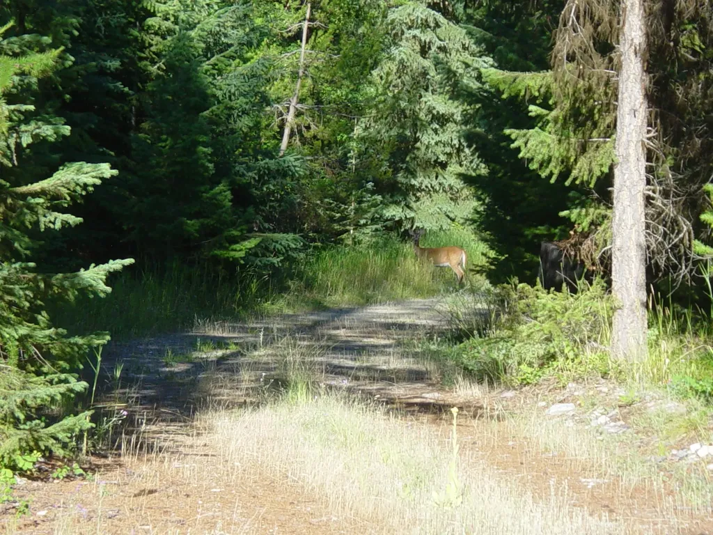 Nhn Acm Road S Libby MT 59923