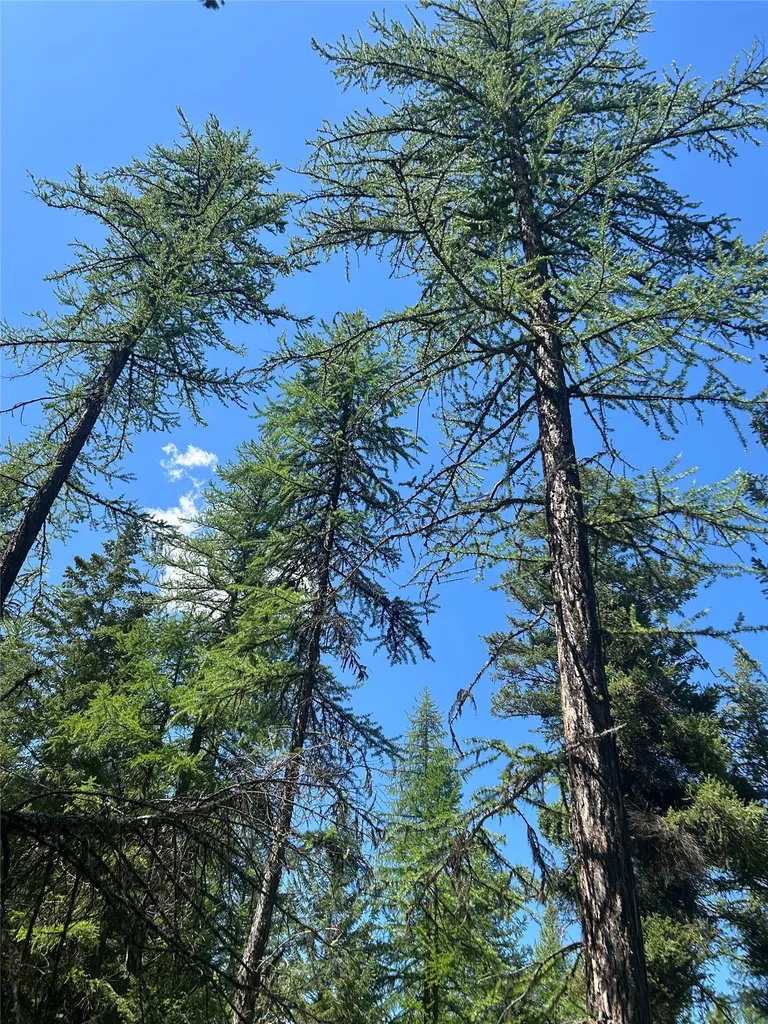 332 Racheals Meadow Lane Kila MT 59920
