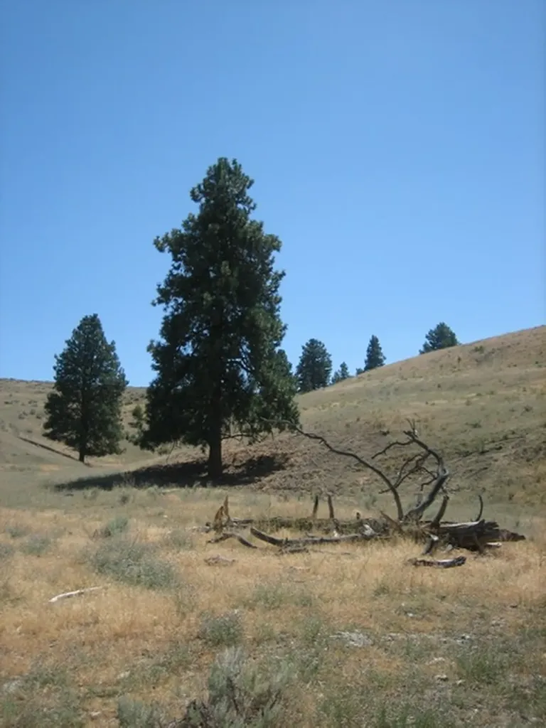 Nhn Granite Creek Road Florence MT 59833