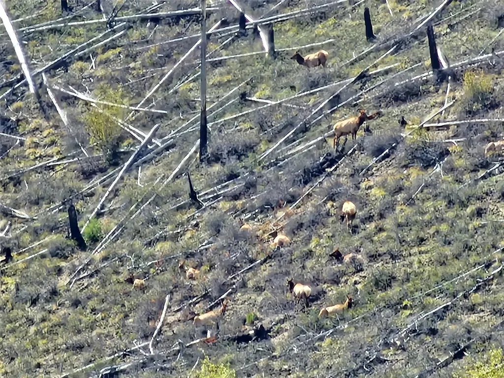 4310 Dugout Gulch Road Darby MT 59829