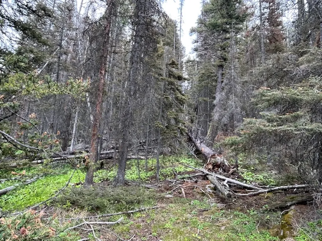 269 Boulder Chief Road Basin MT 59631