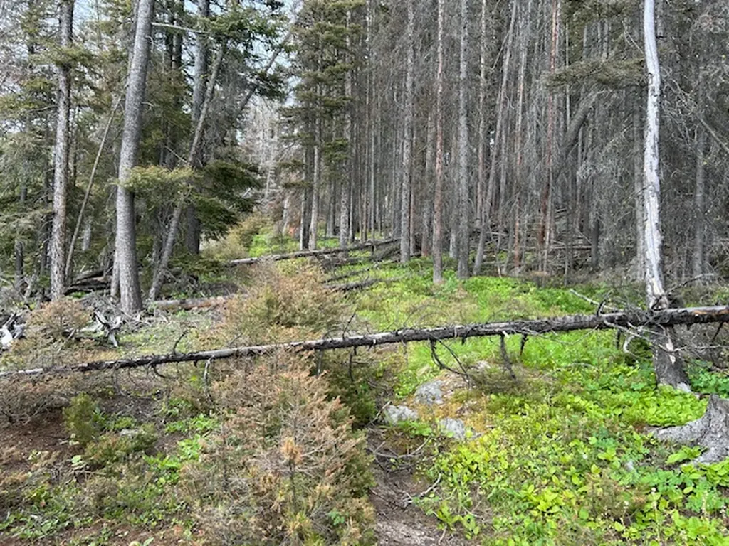 269 Boulder Chief Road Basin MT 59631