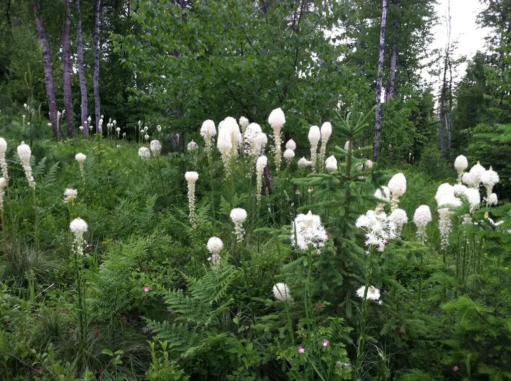88 Abbey Road Whitefish MT 59937