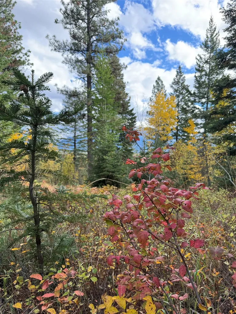 88 Abbey Road Whitefish MT 59937