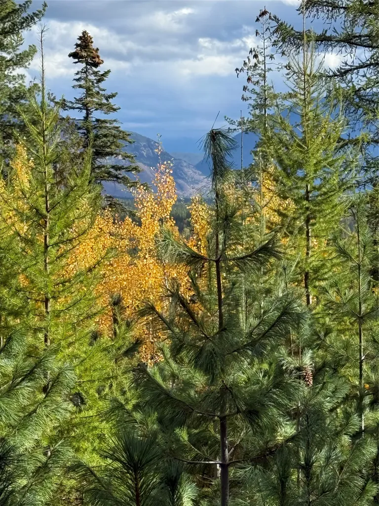 88 Abbey Road Whitefish MT 59937