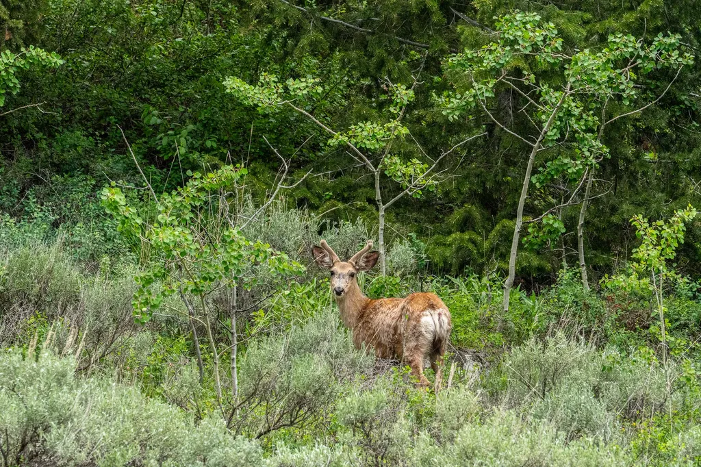 5200 Elk Lake Road Lima MT 59739