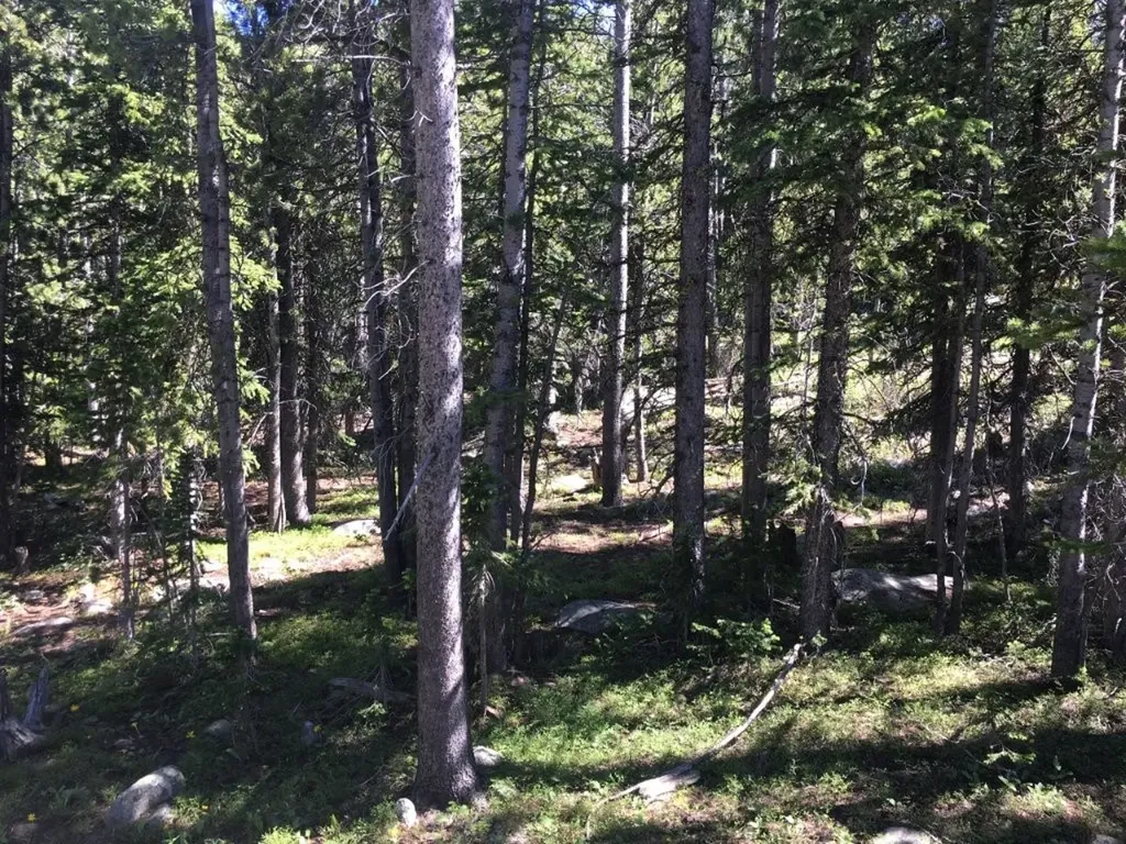 Tbd Trapper Creek Road Melrose MT 59743