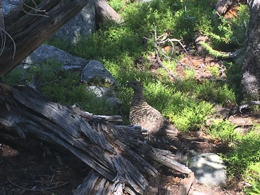 Tbd Trapper Creek Road Melrose MT 59743