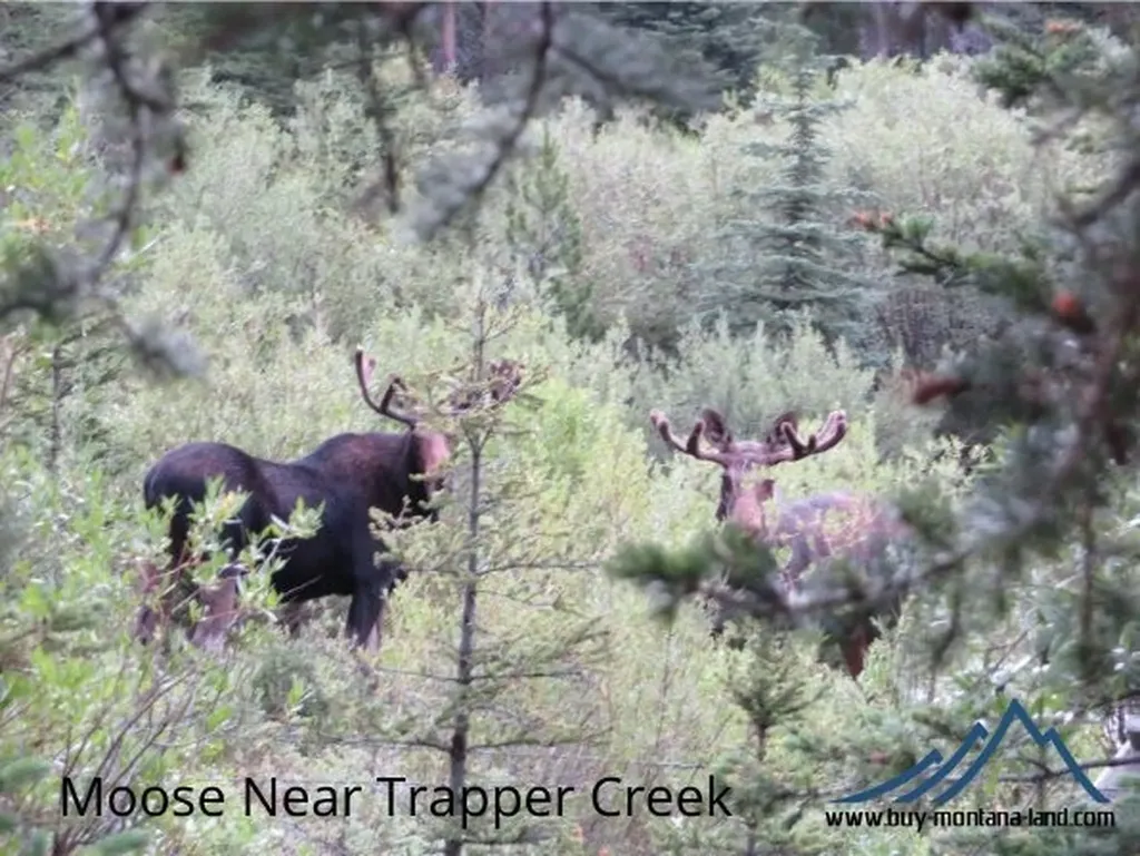 Tbd Trapper Creek Road Melrose MT 59743