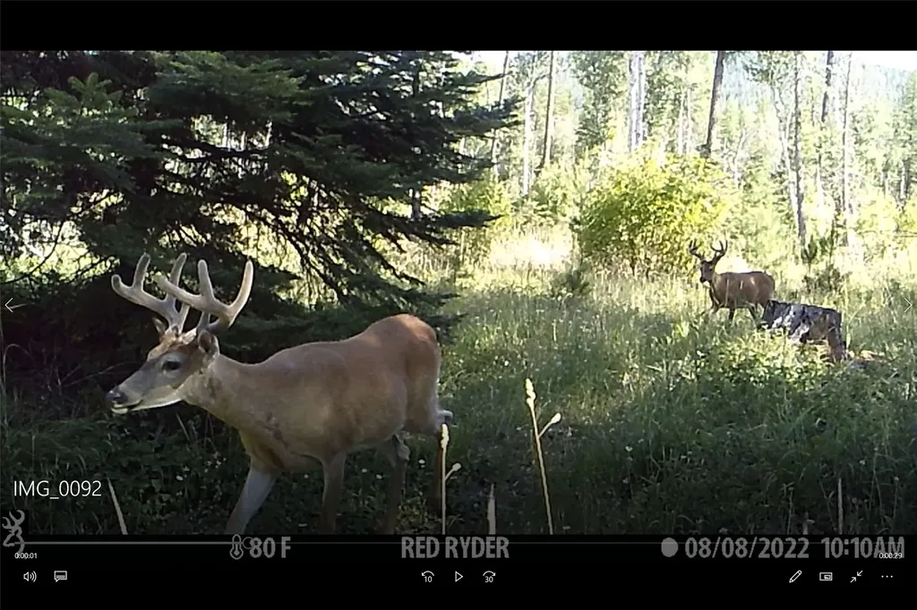 3039 And 3005 Foothill Road Kalispell MT 59901