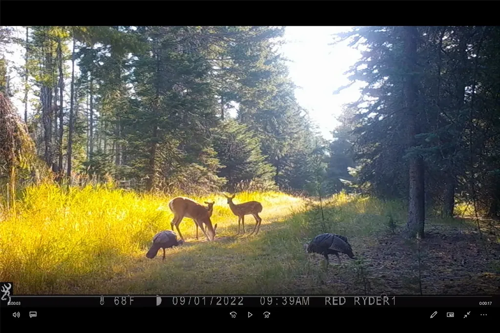 3039 And 3005 Foothill Road Kalispell MT 59901