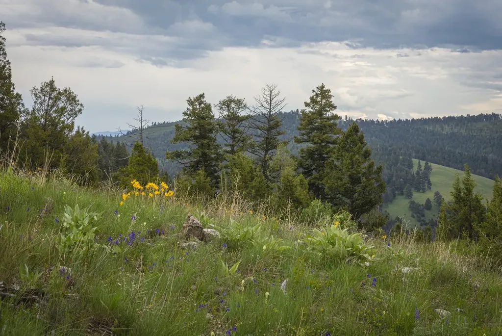 10 & 11 Tract, Bull Elk Drummond MT 59832