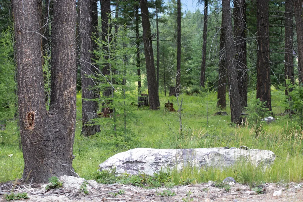 Address To Be Determined The Woodlands Whitefish MT 59937
